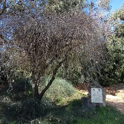 יער קדימה